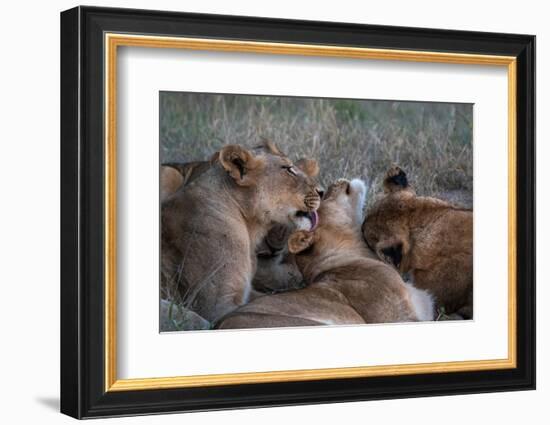 Lion pride (Panthera leo), Sabi Sands Game Reserve, South Africa, Africa-Sergio Pitamitz-Framed Photographic Print