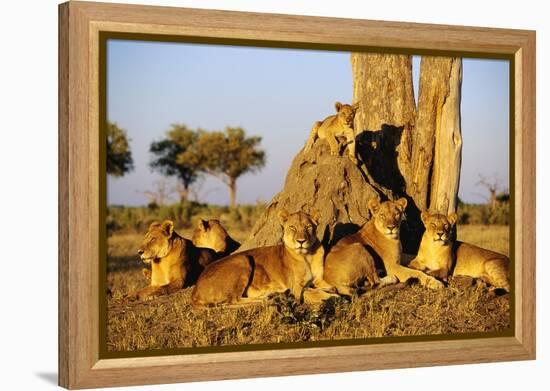 Lion Pride Resting at Acacia Tree-null-Framed Premier Image Canvas