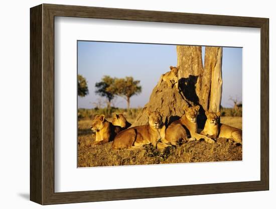 Lion Pride Resting at Acacia Tree-null-Framed Photographic Print