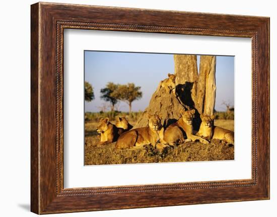 Lion Pride Resting at Acacia Tree-null-Framed Photographic Print