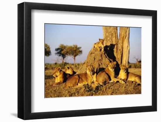 Lion Pride Resting at Acacia Tree-null-Framed Photographic Print