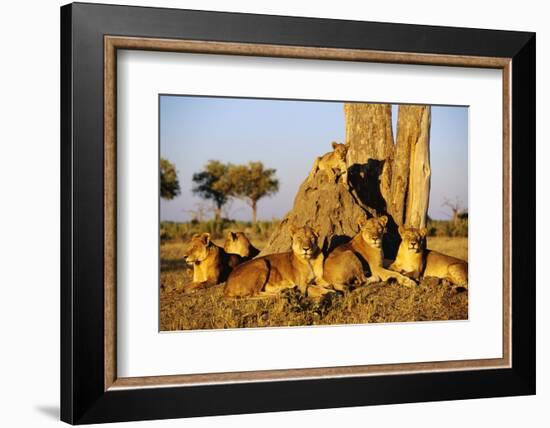 Lion Pride Resting at Acacia Tree-null-Framed Photographic Print