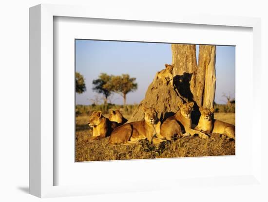 Lion Pride Resting at Acacia Tree-null-Framed Photographic Print