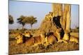 Photographic Print