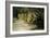 Lion Reclining in a Landscape-Wilhelm Kuhnert-Framed Giclee Print