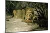 Lion Reclining in a Landscape-Wilhelm Kuhnert-Mounted Giclee Print