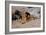 Lion Reclining in a Rocky Landscape-Wilhelm Kuhnert-Framed Giclee Print