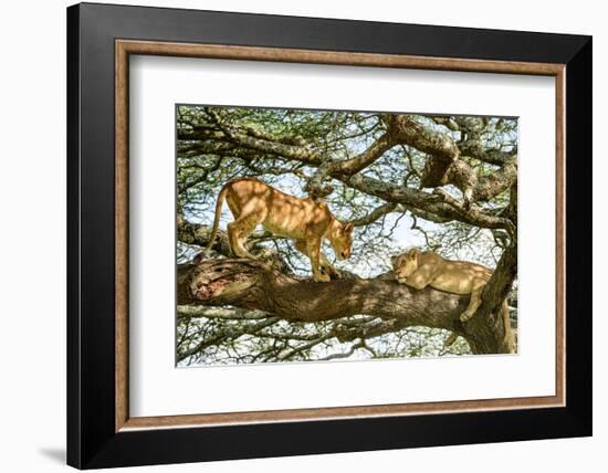 Lion resting in tree during middle of day, Tanzania-Nick Garbutt-Framed Photographic Print