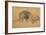 Lion Resting, Turned to the Left, C1650-Rembrandt van Rijn-Framed Giclee Print