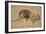 Lion Resting, Turned to the Left-Rembrandt van Rijn-Framed Giclee Print