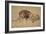 Lion Resting, Turned to the Left-Rembrandt van Rijn-Framed Giclee Print