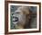 Lion Roar Full Bleed-Martin Fowkes-Framed Giclee Print