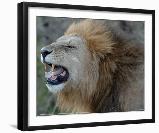 Lion Roar Full Bleed-Martin Fowkes-Framed Giclee Print