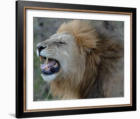 Lion Roar Full Bleed-Martin Fowkes-Framed Giclee Print