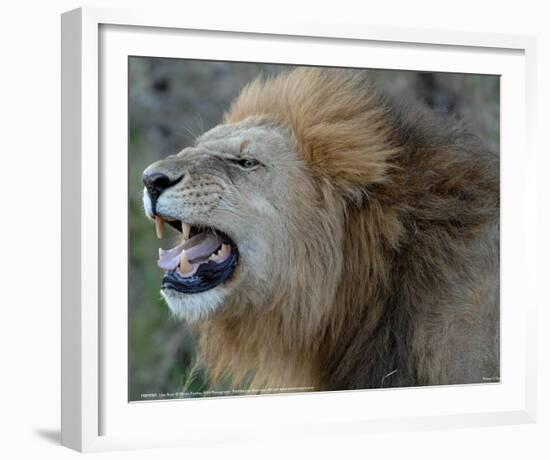 Lion Roar Full Bleed-Martin Fowkes-Framed Giclee Print