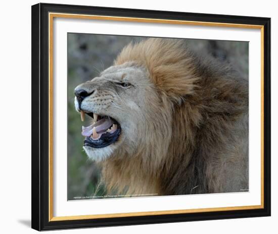 Lion Roar Full Bleed-Martin Fowkes-Framed Giclee Print