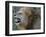 Lion Roar-Martin Fowkes-Framed Giclee Print