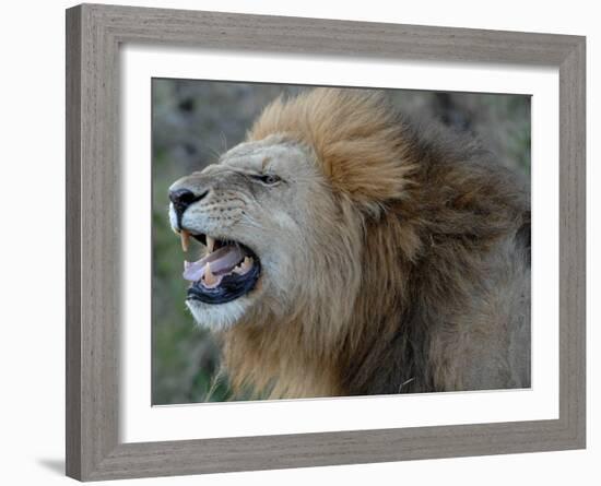 Lion Roar-Martin Fowkes-Framed Giclee Print