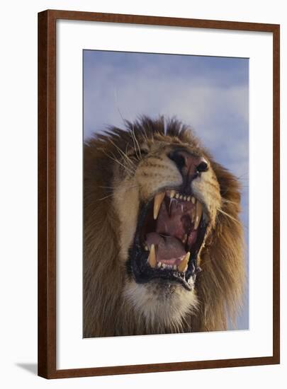 Lion Roaring-DLILLC-Framed Photographic Print