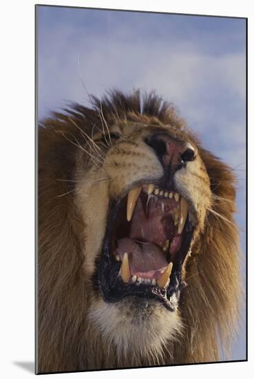 Lion Roaring-DLILLC-Mounted Photographic Print