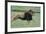 Lion Running in Grass-DLILLC-Framed Photographic Print