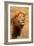 Lion's Intent Stare-Kathy Mansfield-Framed Art Print