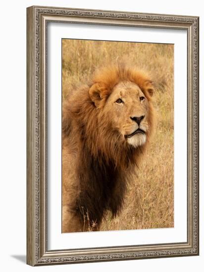 Lion's Intent Stare-Kathy Mansfield-Framed Art Print