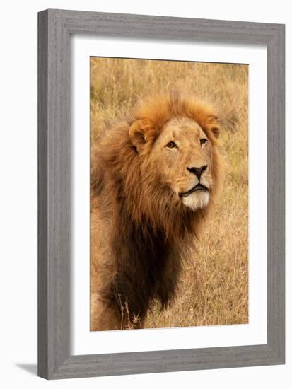 Lion's Intent Stare-Kathy Mansfield-Framed Art Print