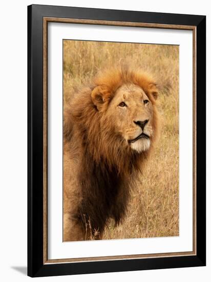 Lion's Intent Stare-Kathy Mansfield-Framed Art Print