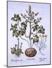 Lion's Leaf and Alpine Flowers, from 'Hortus Eystettensis', by Basil Besler (1561-1629), Pub. 1613-German School-Mounted Giclee Print