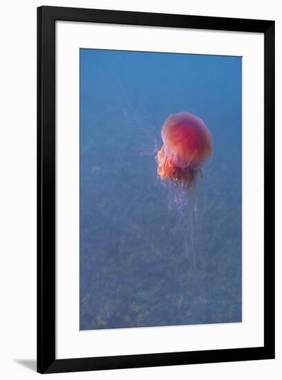 Lion's mane jellyfish (Cyanea capillata), Prince William Sound, Alaska, United States of America, N-Ashley Morgan-Framed Photographic Print