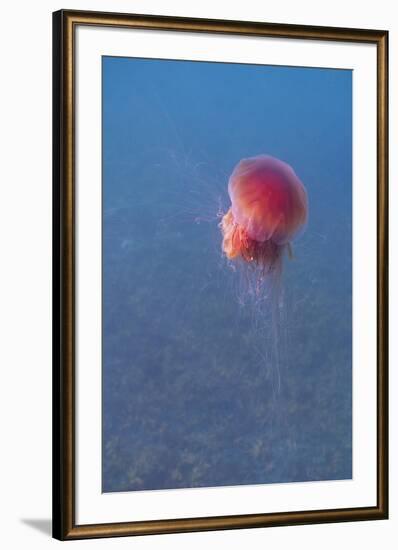 Lion's mane jellyfish (Cyanea capillata), Prince William Sound, Alaska, United States of America, N-Ashley Morgan-Framed Photographic Print