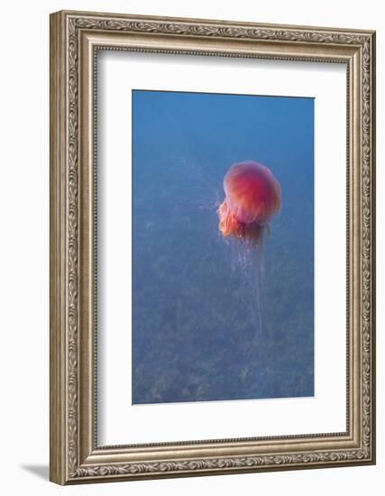 Lion's mane jellyfish (Cyanea capillata), Prince William Sound, Alaska, United States of America, N-Ashley Morgan-Framed Photographic Print