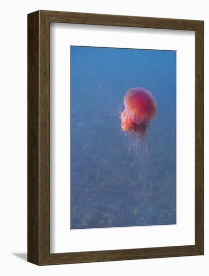 Lion's mane jellyfish (Cyanea capillata), Prince William Sound, Alaska, United States of America, N-Ashley Morgan-Framed Photographic Print