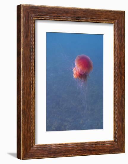 Lion's mane jellyfish (Cyanea capillata), Prince William Sound, Alaska, United States of America, N-Ashley Morgan-Framed Photographic Print