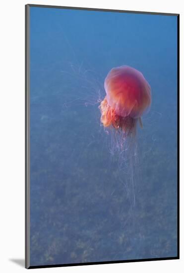 Lion's mane jellyfish (Cyanea capillata), Prince William Sound, Alaska, United States of America, N-Ashley Morgan-Mounted Photographic Print