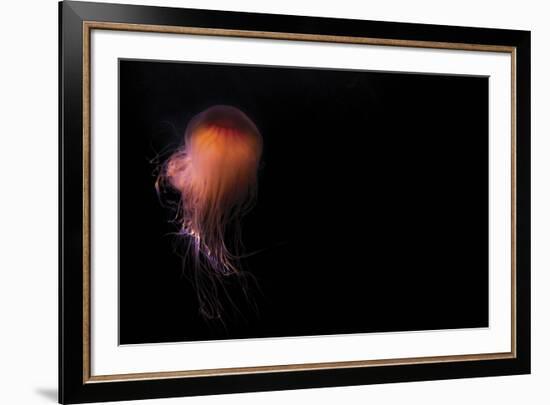 Lion's mane jellyfish ((Cyanea capillata), Prince William Sound, Alaska, United States of America, -Ashley Morgan-Framed Photographic Print