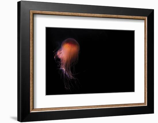 Lion's mane jellyfish ((Cyanea capillata), Prince William Sound, Alaska, United States of America, -Ashley Morgan-Framed Photographic Print