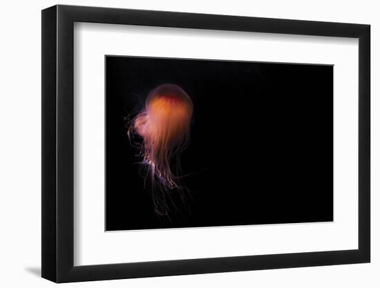 Lion's mane jellyfish ((Cyanea capillata), Prince William Sound, Alaska, United States of America, -Ashley Morgan-Framed Photographic Print