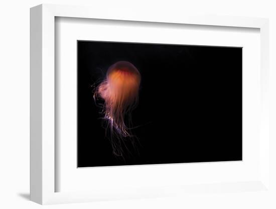 Lion's mane jellyfish ((Cyanea capillata), Prince William Sound, Alaska, United States of America, -Ashley Morgan-Framed Photographic Print