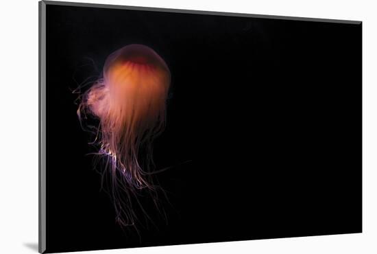 Lion's mane jellyfish ((Cyanea capillata), Prince William Sound, Alaska, United States of America, -Ashley Morgan-Mounted Photographic Print