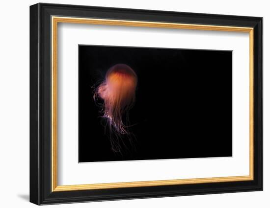 Lion's mane jellyfish ((Cyanea capillata), Prince William Sound, Alaska, United States of America, -Ashley Morgan-Framed Photographic Print