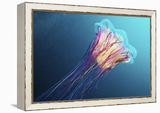 Lion's Mane Jellyfish, Japan-Alexander Semenov-Framed Premier Image Canvas