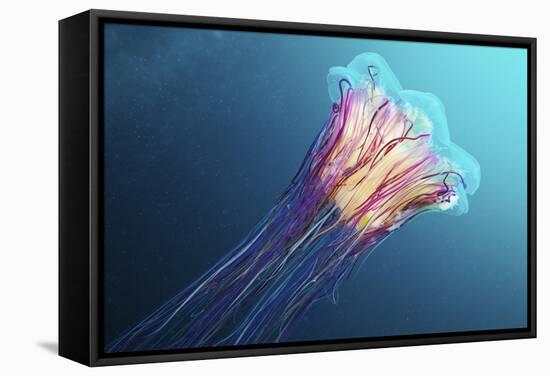 Lion's Mane Jellyfish, Japan-Alexander Semenov-Framed Premier Image Canvas