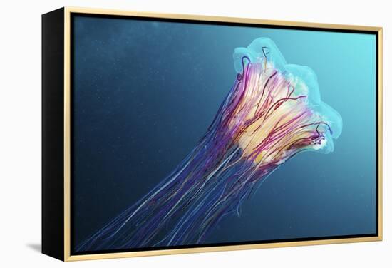 Lion's Mane Jellyfish, Japan-Alexander Semenov-Framed Premier Image Canvas