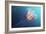 Lion's Mane Jellyfish, Japan-Alexander Semenov-Framed Photographic Print