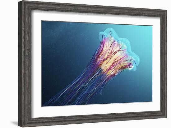 Lion's Mane Jellyfish, Japan-Alexander Semenov-Framed Photographic Print