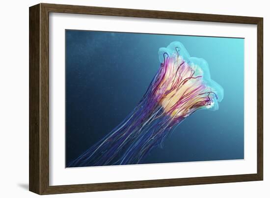 Lion's Mane Jellyfish, Japan-Alexander Semenov-Framed Photographic Print