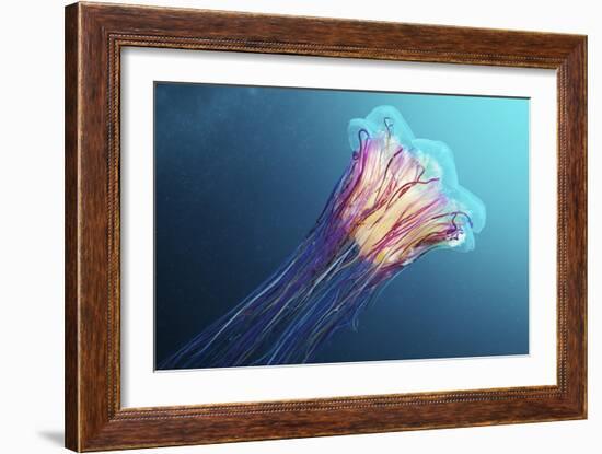 Lion's Mane Jellyfish, Japan-Alexander Semenov-Framed Photographic Print