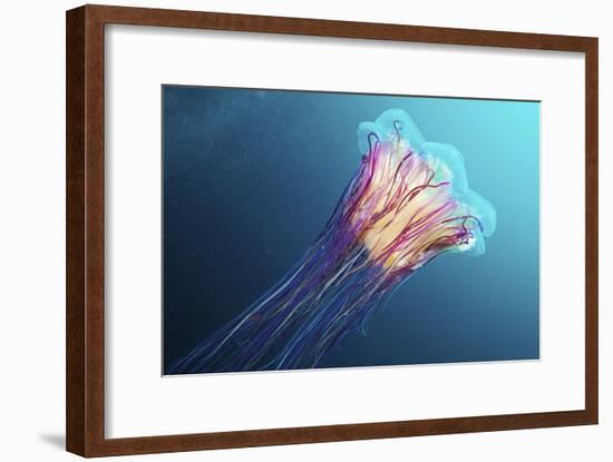 Lion's Mane Jellyfish, Japan-Alexander Semenov-Framed Photographic Print